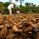 amazon-andes-brazil-nuts-oil-capsules----3.jpg