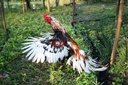 hulx-mega-ppr-926-100-tablets-rooster-bo-5.jpg